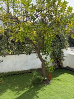 Orange Tree Private Home - Ferienwohnung Santarém
