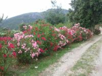 A Pianella - B&B Castirla