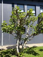 The Fig Tree - B&B Swakopmund