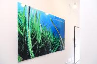 La Posidonia Oceanica - Bed and Breakfast