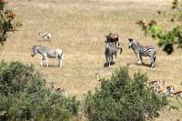 Wildlife Retreat on a Wine-Farm - B&B