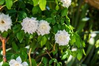 Villa con vistas al jardín