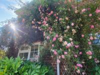 Stoneleigh Garden Retreat - B&B Frimley