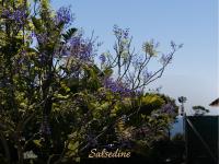 Salsedine B&B Leporano Marina - B&B Leporano Marina