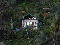 Rainforest Border Edge - B&B Deniyaya