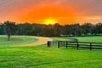 Micanopy Guesthouse on Working Thoroughbred Farm! - Chambres d'hôtes Micanopy