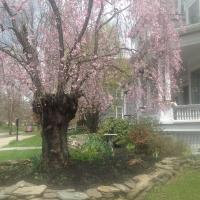 Victorian Charm Inn - Bed and Breakfast