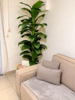 Évasion Créole, Charmant appartement en Guadaloupe - B&B Pointe-à-Pitre