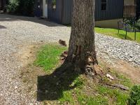 Firefly Landing at Avenwood Cabins - Ferienwohnung New Straitsville
