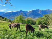 Il Quinto Gelso - Chambres d'hôtes Pisogne