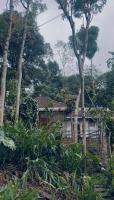 Misty wood - B&B Thekkady