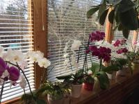 Margaréta Panzió - B&B Budakeszi