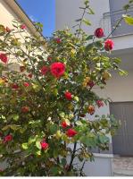 Villetta fra Firenze ed il Chianti - Bed and Breakfast San Giovanni Valdarno