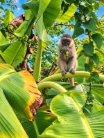 Three Monkeys - B&B Bwejuu