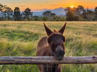 Fernhill Guest Farm - B&B Knysna