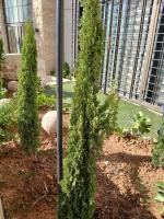 Alweibdeh Corner Apartment - B&B Amman