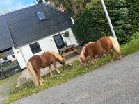 Gård lejlighed ved Middelfart - hest muligt - Chambres d'hôtes Kavslunde