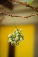 Home in Cape Town-The Homestead - B&B Stellenbosch