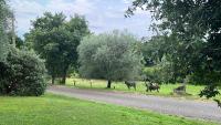 B&B Ernestine Family Home e "La Casa in collina" - B&B Caneva