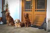 Ferienwohnungen und Gästezimmer Friedrichs - B&B Blankenheim