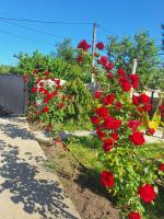 Cottage Zura - B&B Tsikhisdziri