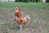 Gite de Cray - B&B
