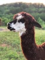 Pokeadot Cabin - Cozy Farm Stay with Pool & Firepit - B&B Madisonville
