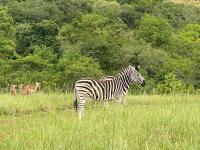 Wide Horizons Mountain Retreat, Eswatini, Swaziland, 26KM from Malkerns - B&B Malkerns