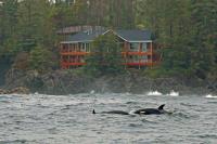 B&B Ucluelet - Melfort Bell Guest Suites - Bed and Breakfast Ucluelet