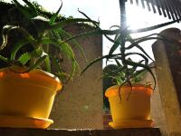 Rental rooms Antonella - Chambres d’hôtes Tavullia