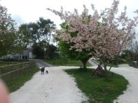 The Swallows Guest House - B&B