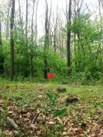 Cottage by the woods - Bed and Breakfast Balatonhenye