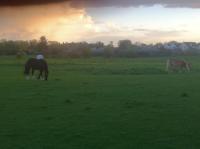 Einzelzimmer mit Gartenblick