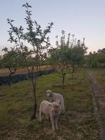 Quinta da Lage - B&B Barcelos