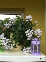 Casa Belazur - B&B