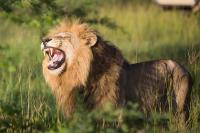 Ndzhaka Tented Camp - B&B Manyeleti Game reserve