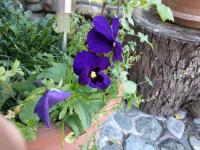 Nina B&B - Bed and Breakfast Dilijan