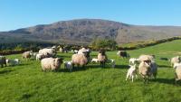 B&B Sligo - Avondale - Bed and Breakfast Sligo