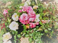 Il Batacchio B&B - Chambres d’hôtes Minerbio