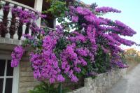 Apartmani Gojko - B&B Sali