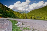 Agriturismo Foglie - B&B Gubbio