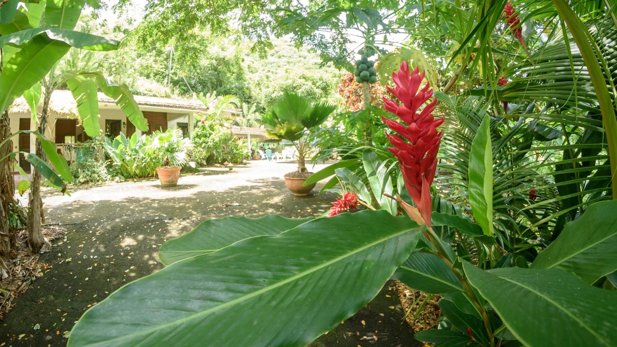 Martinique Treehouse, foto 6