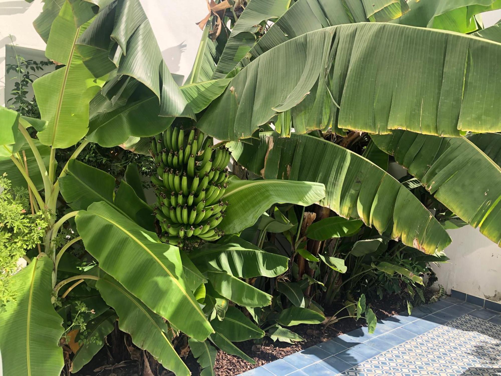 Casa Apollo Guesthouse — foto 4