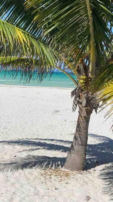 Loft gaviota vista jardín 15 mts de playa, foto 15