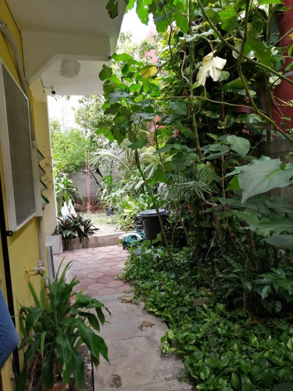 Flamingo, foto 11