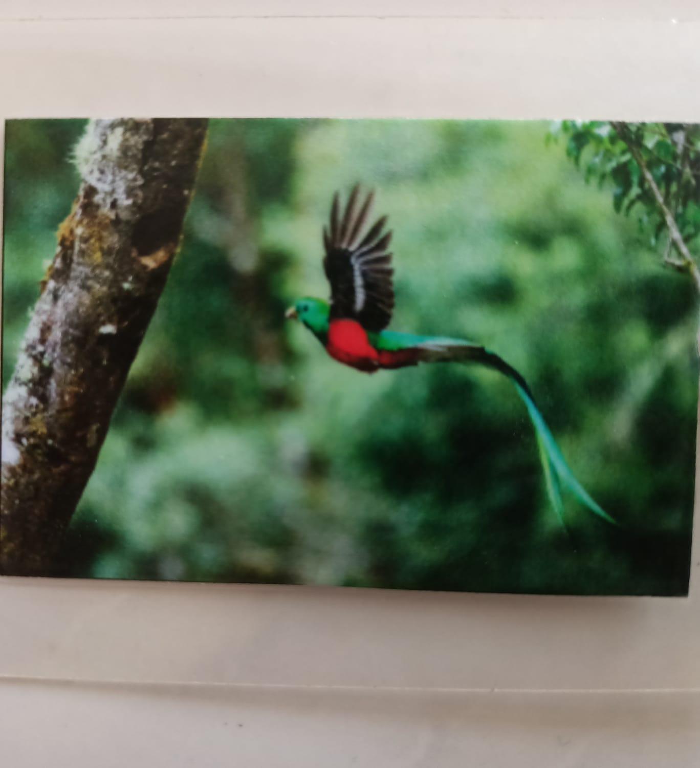 Quetzal, foto 16