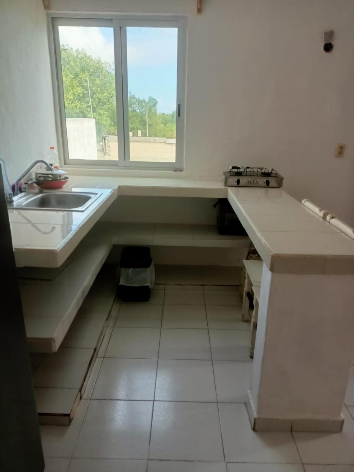 Gaviota, foto 10