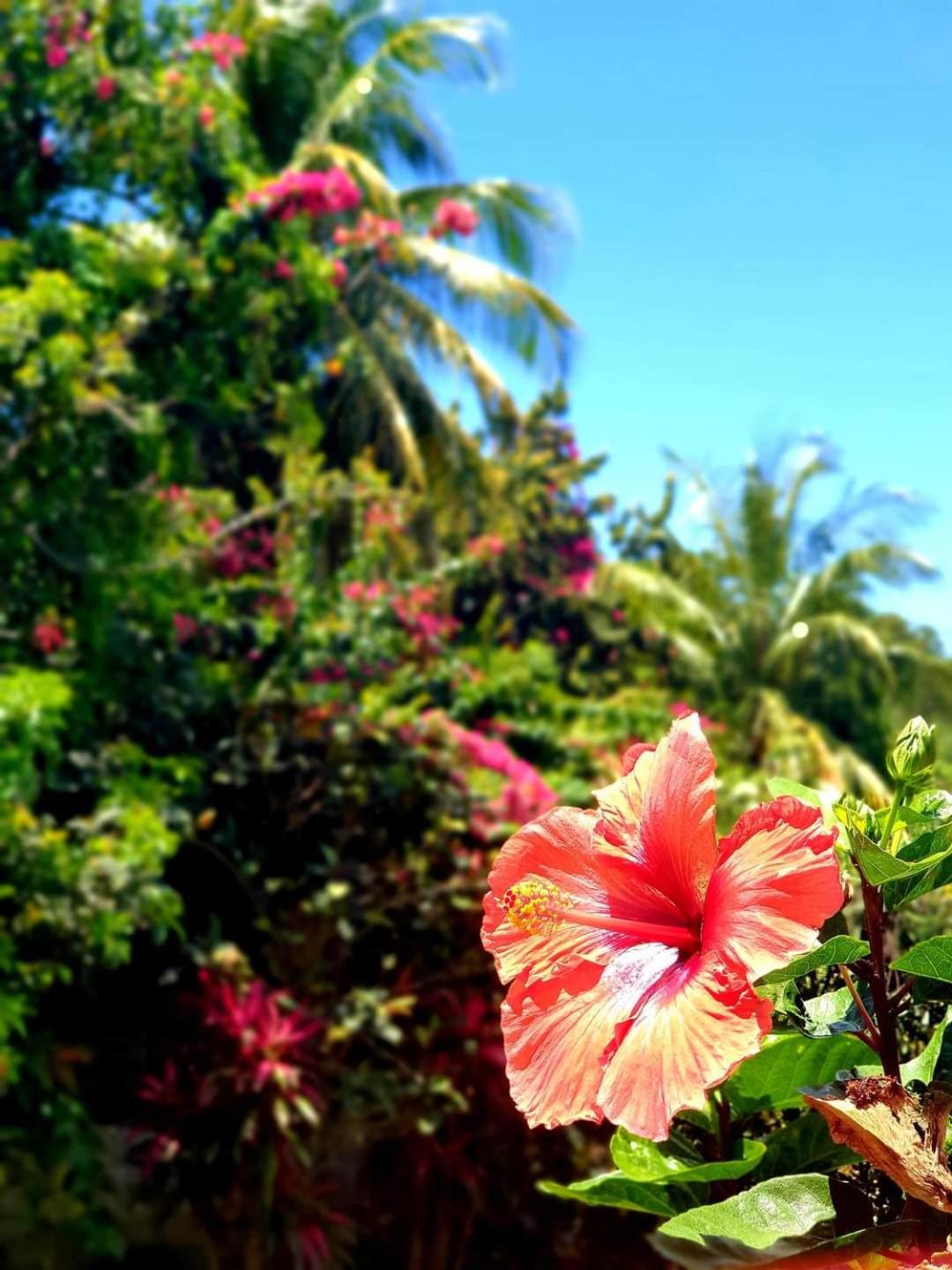 Gîte 4 étoiles, la Vieille Sucrerie St Claude Guadeloupe, Jacuzzi Spa privatif, vue exceptionnelle sur la mer des Caraïbes, foto 6