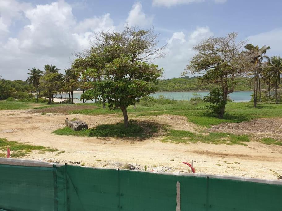Mangrov, foto 12