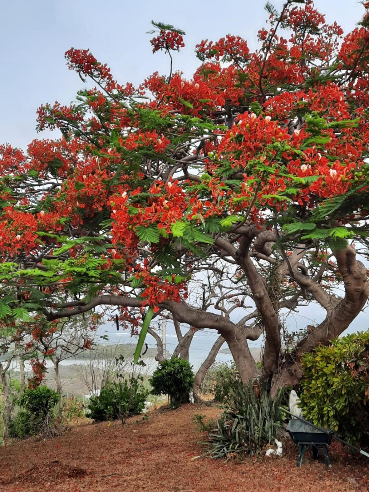 Villa le flamboyant, foto 13